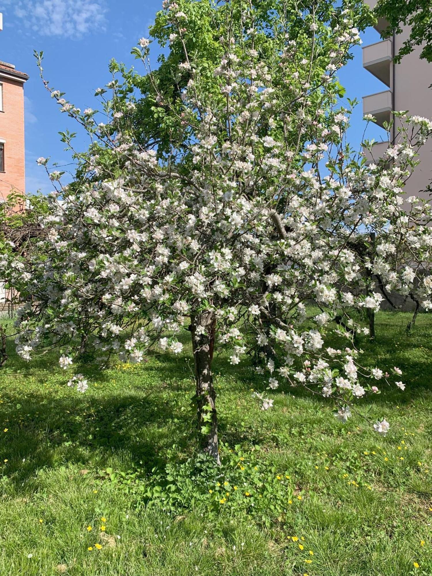 Paradisa28 - Amalfi - Zona Ospedale Cisanello Піза Екстер'єр фото
